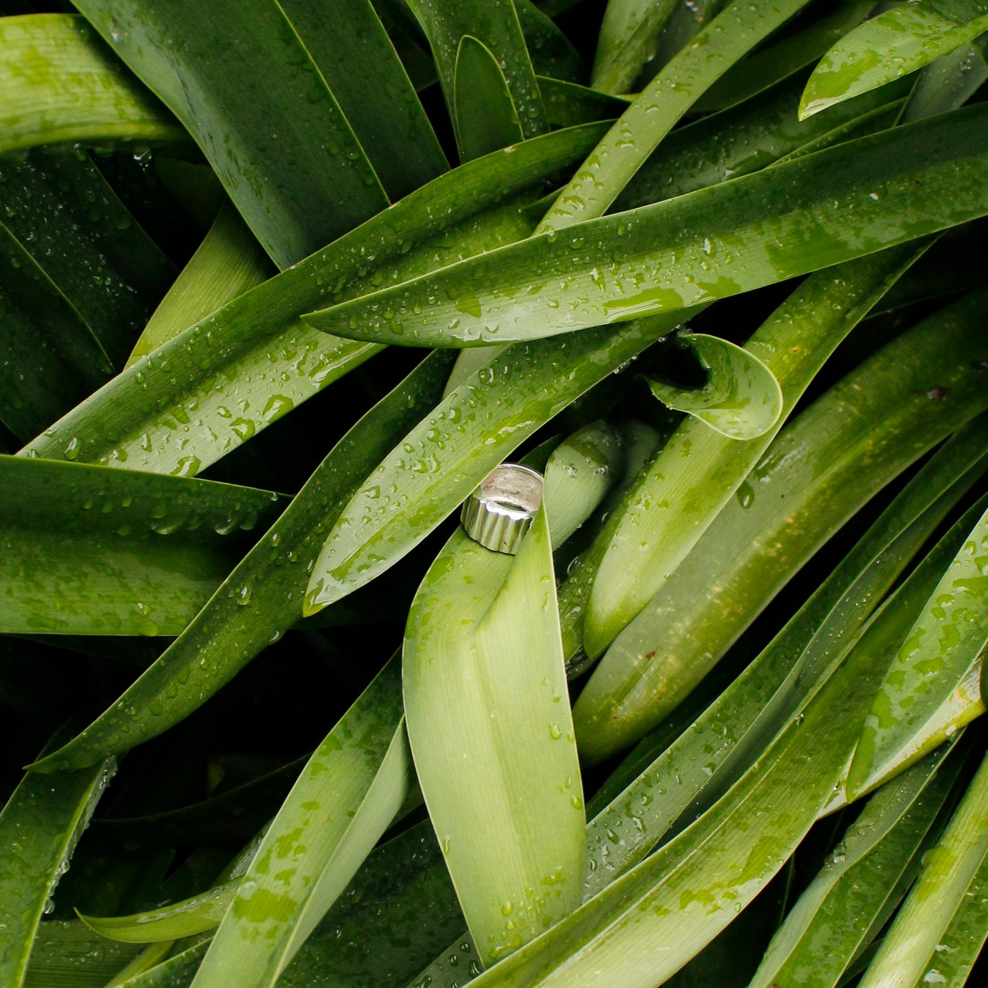Stem